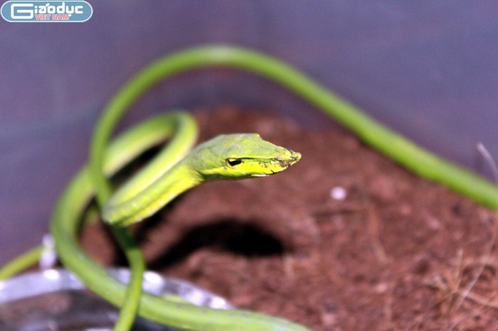 Thông thường rắn roi có màu xanh lục như lá cây nên nhiều người vẫn nhầm chú rắn này là rắn lục cực độc